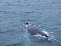 380.2 Island -  Akureyri - Walsafari