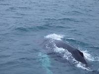 380.3 Island -  Akureyri - Walsafari