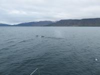 382 Island -  Akureyri - Walsafari