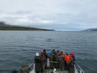 387 Island -  Akureyri - Walsafari