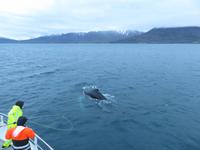 401 Island -  Akureyri - Walsafari