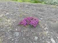 424 Island - Fotostopp am Lichtsee - Arktischer Thymian
