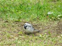 477 Island - Felsenschlucht Asbyrgi