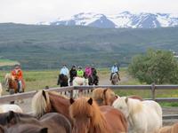 491 Island - Reitausflug