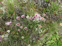 515 Island - am Mückensee -