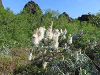 546 Island -  Dimmuborgir - Besuch der Schwarzen Burgen