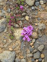 596 Island -  Landschaft bei der Therme Jardbödin