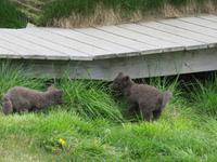 671 Island - Mödrudalur - junge Polarfüchse am höchstgelgenen Bauernhof Islands
