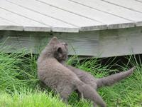673 Island - Mödrudalur - junge Polarfüchse am höchstgelgenen Bauernhof Islands