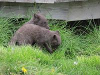 675 Island - Mödrudalur - junge Polarfüchse am höchstgelgenen Bauernhof Islands