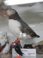 724 Island - Stödvarfjördur - Besuch in Petras Steinhaus Pagageien-Taucher