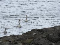 757 Island - Fahrt entlang der Ostfjorde - Stopp an Schwanenstrand