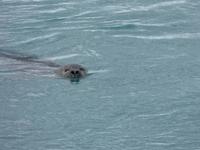 902 Island - Gletscherlagune Jökulsarlon - Seelöwe