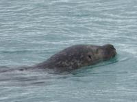 903 Island - Gletscherlagune Jökulsarlon - Seelöwe