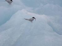 909 Island - Strand an der Mündung der Gletscherlagune Jökulsarlon im Meer - Küstenseeschwalben
