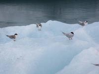 910 Island - Strand an der Mündung der Gletscherlagune Jökulsarlon im Meer - Küstenseeschwalben