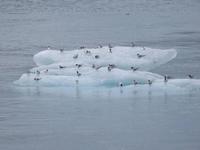 912 Island - Strand an der Mündung der Gletscherlagune Jökulsarlon im Meer - Küstenseeschwalben