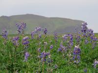 997 Island - Fahrt entlang der Südküste