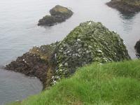 Nistplätze der Dreizehenmöven