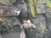 Nistplatz der Dreizehenmöven