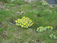 Auch an der Küste blüht es