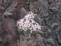 An derLavaküste bei Dritvik