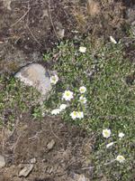 Blümchen am Wegesrand