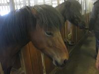 Wir besuchen den Pferdehof Flugumyri