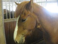 Auf dem Pferdehof Flugumyri