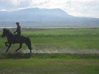Vorführung der Gangarten der Islandpferde - Töld