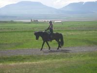 Vorführung der Gangarten der Islandpferde