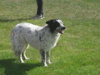 Auf dem Pferdehof Flugumyri - Ich gehöre auch dazu