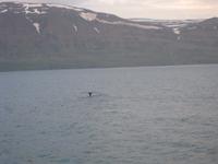 und hier ist eine Schwanzflosse zu sehen