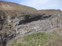 Brutplätze der Möwen