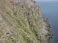 Brutplätze der Möwen und Papageientaucher