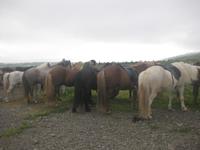 Unsere Pferde haben es geschafft