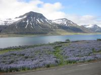 Der Faskrudsfjördur