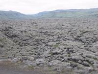 Feuerlava überzogen mit Zackenspitzenmoos