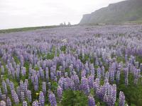 Alaskalupinen bei Vik