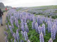 und noch mal Alaskalupinen