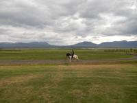 Reitvorführung mit Islandpferden