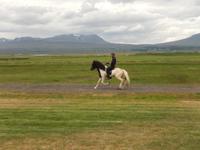 Vorführung der 5 speziellen Gangarten 