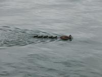 Island 14.-21.06.2016