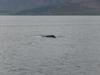 Buckelwale im Fjord von Akureyri