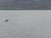 Buckelwale im Fjord von Akureyri