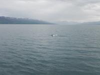 Island 14.-21.06.2016