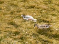 Bewohner des Sees in der Schlucht