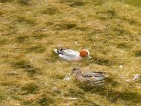 Island 14.-21.06.2016