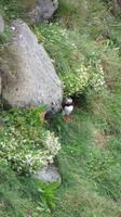 130_Papageintaucher