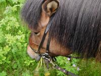 durch Hallormstadur & Nationalpark